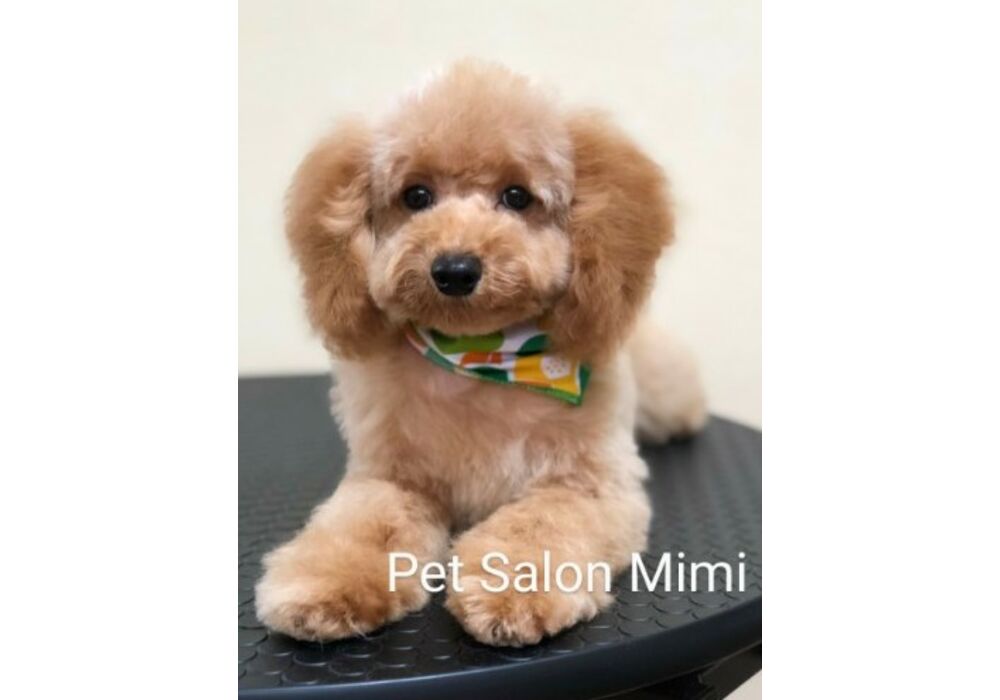 プードルのカット集 サロンのアットホームな雰囲気を伝えるギャラリー 地域で親しまれている諫早市のペットサロンmimi